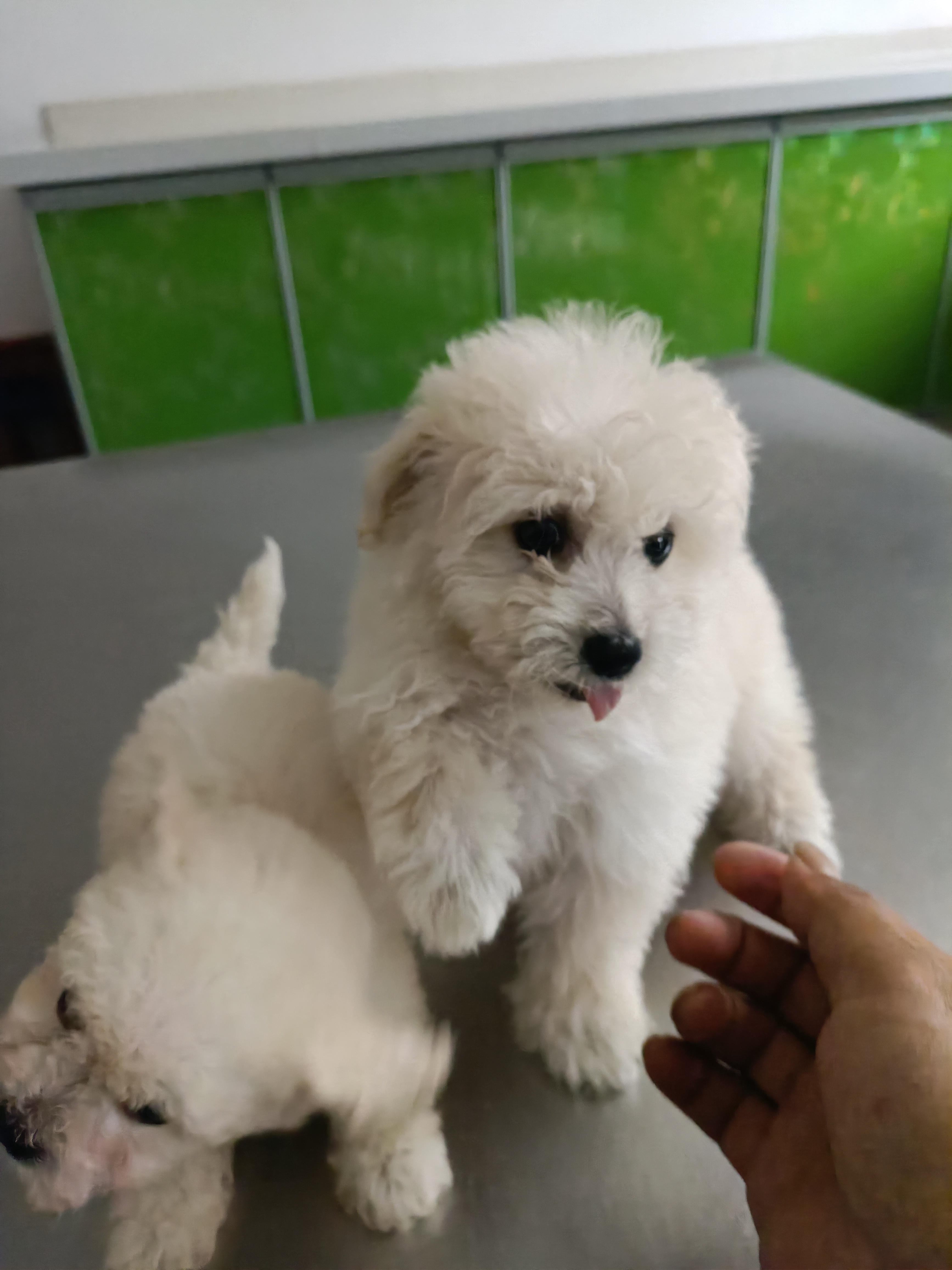 比熊
